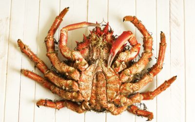 crab male coocked named  european spider  with  wooden background ;  maja squinado